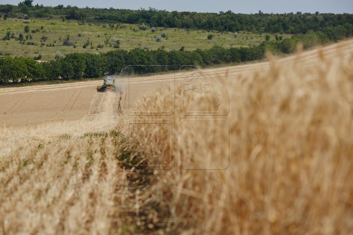 Pâinea noastră cea de toate zilele, strânsă în sudoarea frunții. FOTOGRAFII din lanul de grâu copt