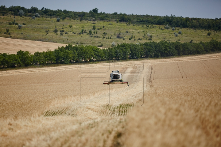 Pâinea noastră cea de toate zilele, strânsă în sudoarea frunții. FOTOGRAFII din lanul de grâu copt