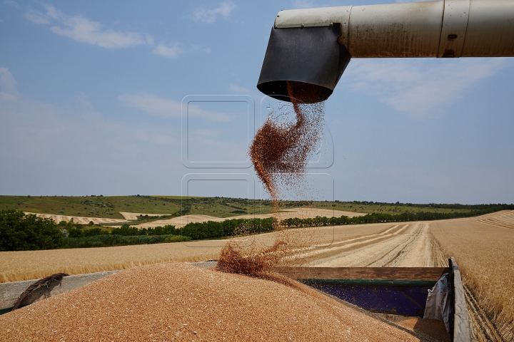 Pâinea noastră cea de toate zilele, strânsă în sudoarea frunții. FOTOGRAFII din lanul de grâu copt