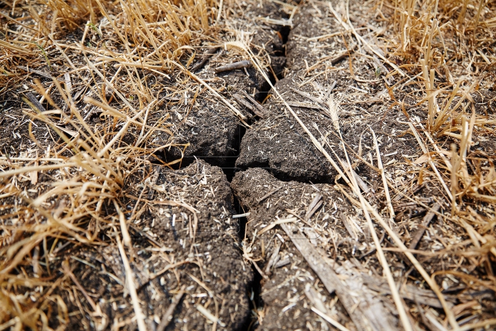 Pâinea noastră cea de toate zilele, strânsă în sudoarea frunții. FOTOGRAFII din lanul de grâu copt