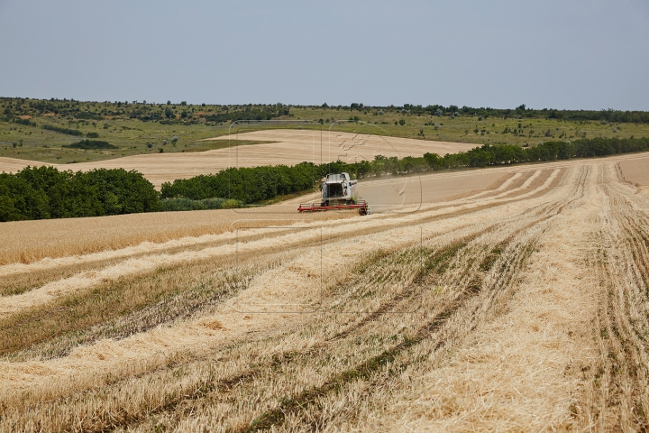 Pâinea noastră cea de toate zilele, strânsă în sudoarea frunții. FOTOGRAFII din lanul de grâu copt