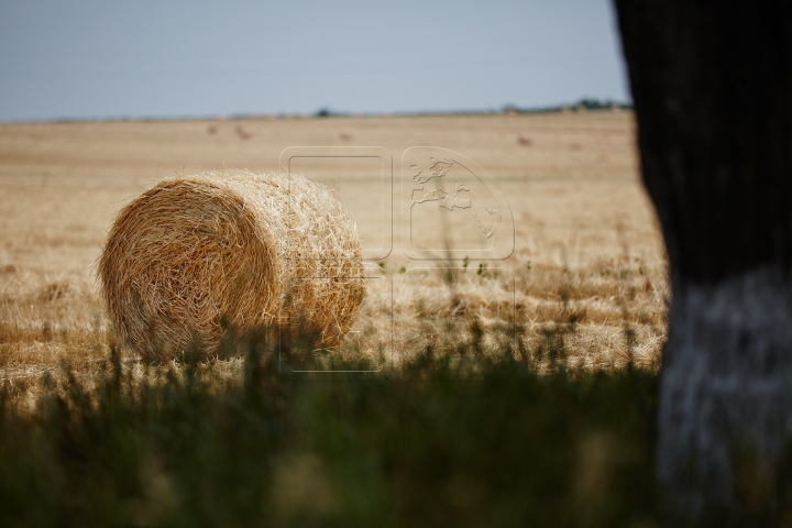 Pâinea noastră cea de toate zilele, strânsă în sudoarea frunții. FOTOGRAFII din lanul de grâu copt