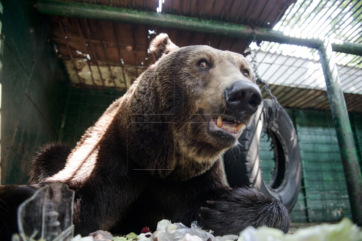 Mănâncă îngheţată şi fac duş. FOTOGRAFII IMPRESIONANTE cu animalele de la Zoo din Capitală