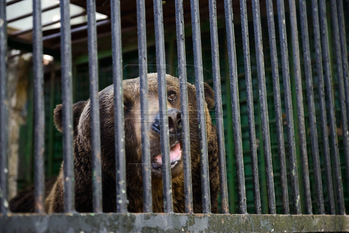 Mănâncă îngheţată şi fac duş. FOTOGRAFII IMPRESIONANTE cu animalele de la Zoo din Capitală