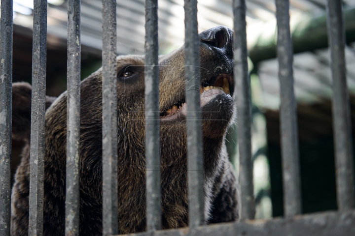 Mănâncă îngheţată şi fac duş. FOTOGRAFII IMPRESIONANTE cu animalele de la Zoo din Capitală