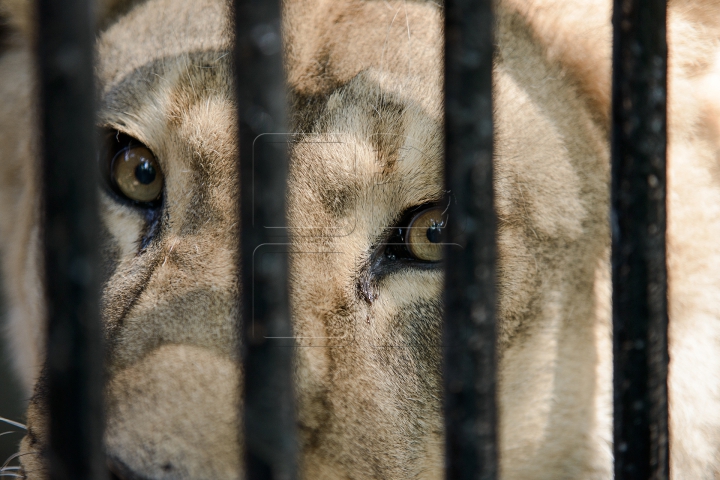 Mănâncă îngheţată şi fac duş. FOTOGRAFII IMPRESIONANTE cu animalele de la Zoo din Capitală