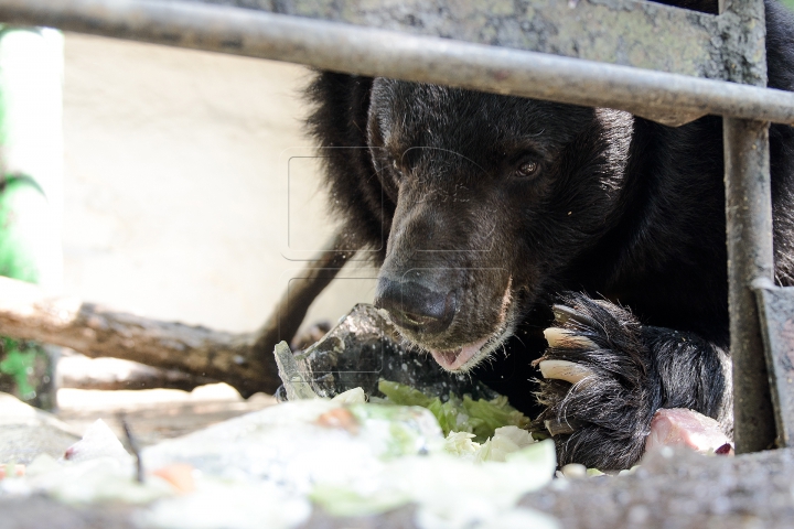 Mănâncă îngheţată şi fac duş. FOTOGRAFII IMPRESIONANTE cu animalele de la Zoo din Capitală