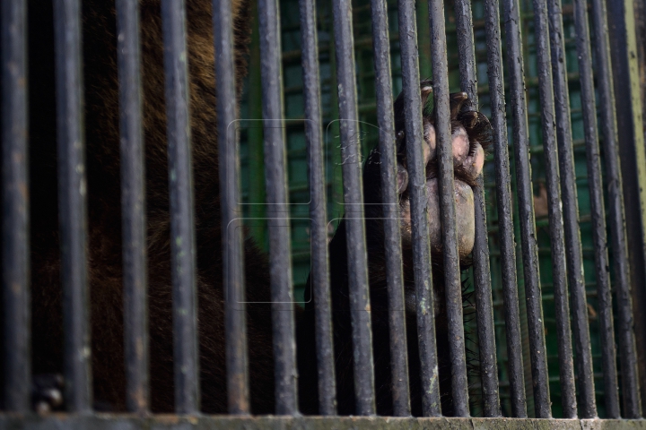 Mănâncă îngheţată şi fac duş. FOTOGRAFII IMPRESIONANTE cu animalele de la Zoo din Capitală