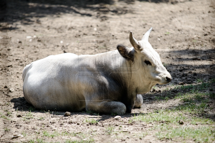 Mănâncă îngheţată şi fac duş. FOTOGRAFII IMPRESIONANTE cu animalele de la Zoo din Capitală