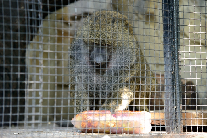 Mănâncă îngheţată şi fac duş. FOTOGRAFII IMPRESIONANTE cu animalele de la Zoo din Capitală