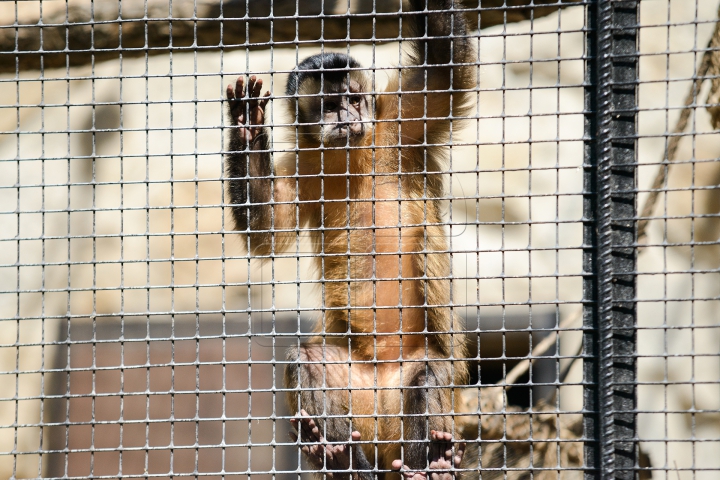 Mănâncă îngheţată şi fac duş. FOTOGRAFII IMPRESIONANTE cu animalele de la Zoo din Capitală