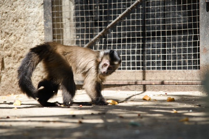 Mănâncă îngheţată şi fac duş. FOTOGRAFII IMPRESIONANTE cu animalele de la Zoo din Capitală