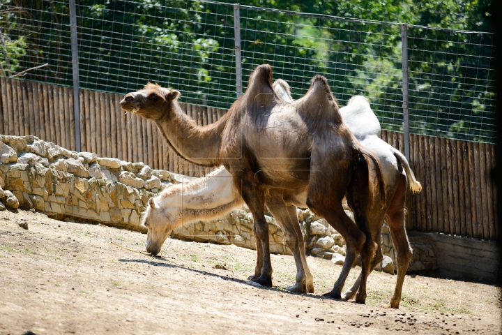 Mănâncă îngheţată şi fac duş. FOTOGRAFII IMPRESIONANTE cu animalele de la Zoo din Capitală