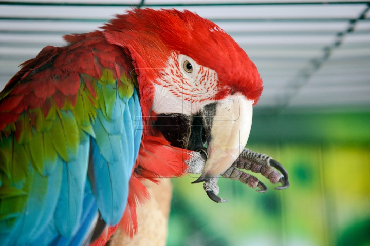 Mănâncă îngheţată şi fac duş. FOTOGRAFII IMPRESIONANTE cu animalele de la Zoo din Capitală