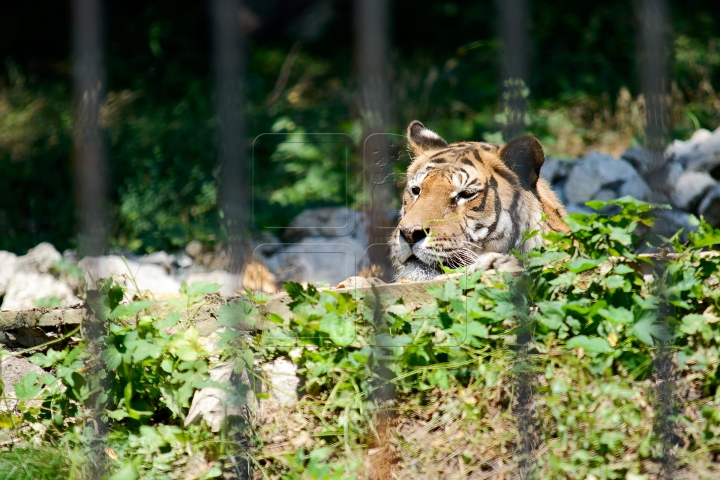 Mănâncă îngheţată şi fac duş. FOTOGRAFII IMPRESIONANTE cu animalele de la Zoo din Capitală