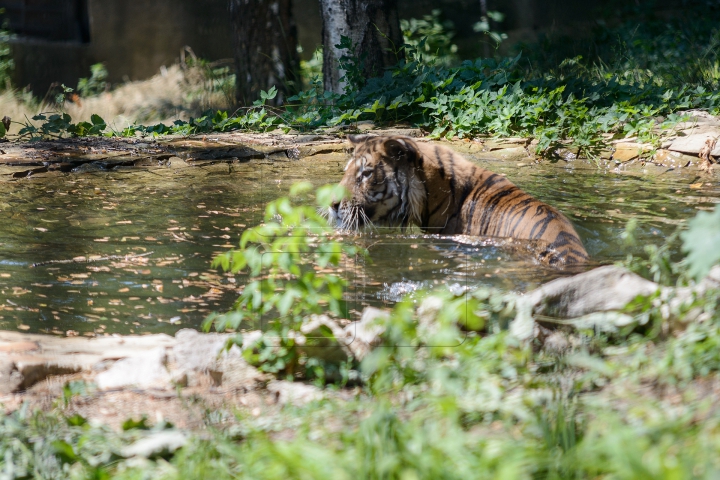 Mănâncă îngheţată şi fac duş. FOTOGRAFII IMPRESIONANTE cu animalele de la Zoo din Capitală