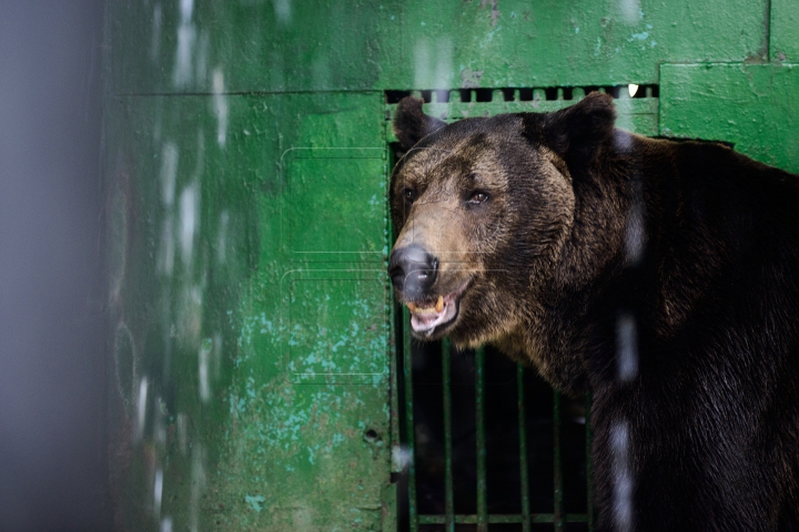 Mănâncă îngheţată şi fac duş. FOTOGRAFII IMPRESIONANTE cu animalele de la Zoo din Capitală