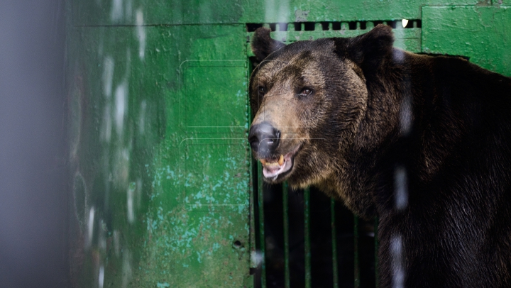 Mănâncă îngheţată şi fac duş. FOTOGRAFII IMPRESIONANTE cu animalele de la Zoo din Capitală