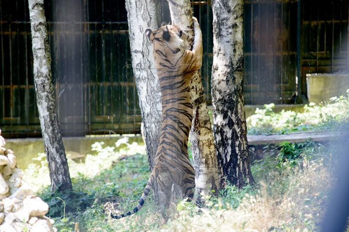 Mănâncă îngheţată şi fac duş. FOTOGRAFII IMPRESIONANTE cu animalele de la Zoo din Capitală