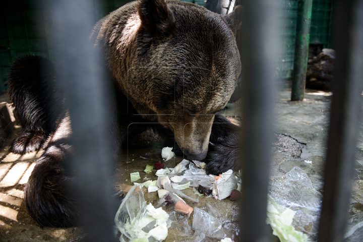 Mănâncă îngheţată şi fac duş. FOTOGRAFII IMPRESIONANTE cu animalele de la Zoo din Capitală