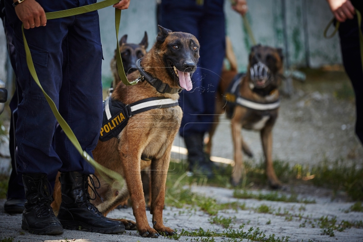 Au căutat droguri, grenade şi un om dispărut. Câinii poliţişti, urmăriţi atent de zeci de copii (FOTO)