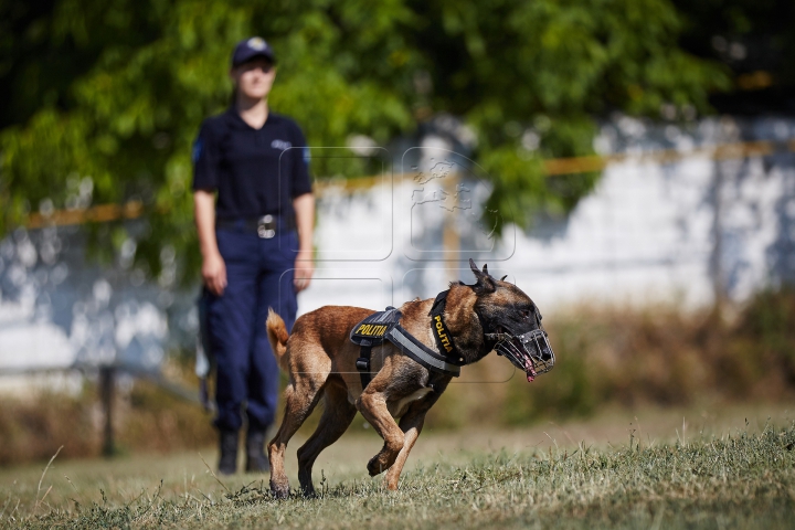 Au căutat droguri, grenade şi un om dispărut. Câinii poliţişti, urmăriţi atent de zeci de copii (FOTO)