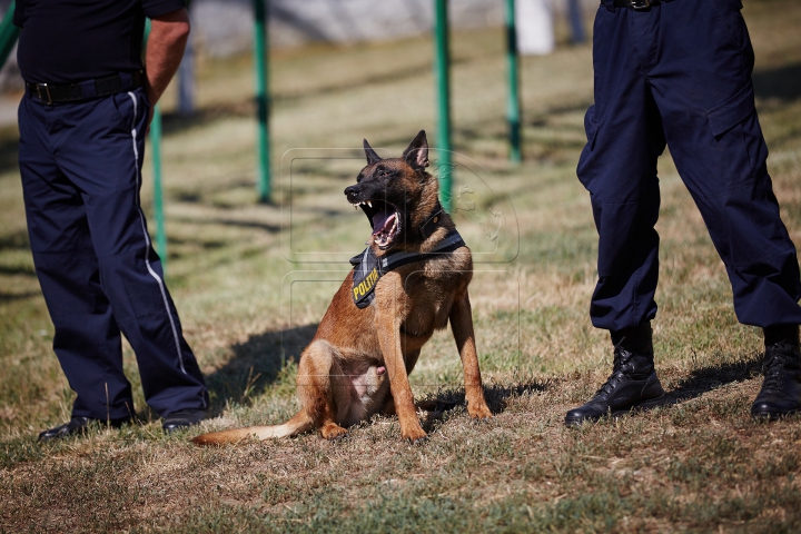 Au căutat droguri, grenade şi un om dispărut. Câinii poliţişti, urmăriţi atent de zeci de copii (FOTO)