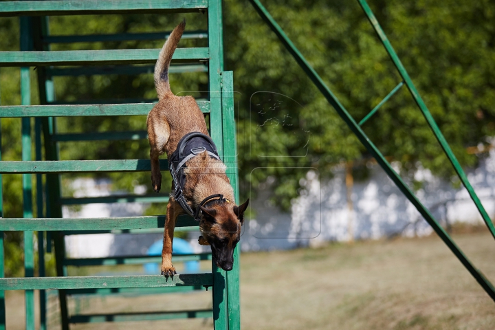 Au căutat droguri, grenade şi un om dispărut. Câinii poliţişti, urmăriţi atent de zeci de copii (FOTO)