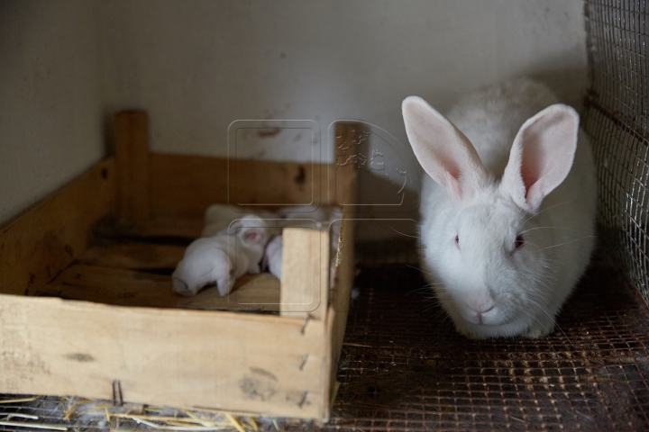 PUFOŞENII CU DUIUMUL! Imagini captivante cu afacerea "urecheată" a unui tânăr din Soroca (FOTO)