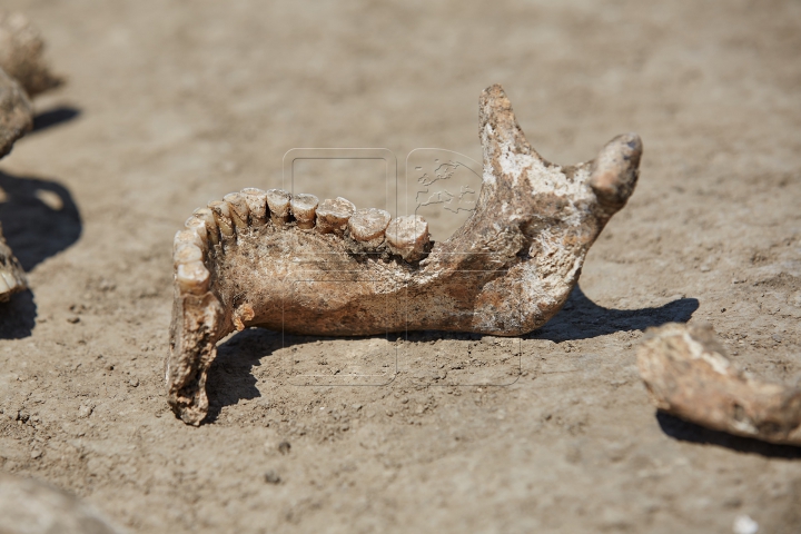 DESCOPERIRE ISTORICĂ în sudul ţării! Ce se află sub pământ îi uimeşte pe specialişti (FOTOREPORT)