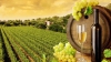 Veste bună pentru producătorii de vinuri. BEI le acordă împrumuturi cu dobândă mică 