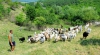 Picnic ecologic la stână. Un masterclass gastronomic a fost organizat în satul Trebujeni