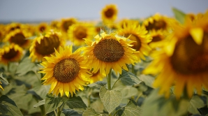 PROGNOZA METEO: Cum va fi vremea în următoarele zile