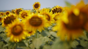 ZILE FIERBINŢI în Moldova. Meteorologii au emis Cod Galben de caniculă
