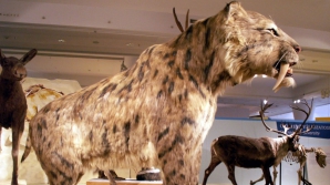 Pisicile au ieşit învingătoare în lupta cu câinii. Au zătrit cel puţin 40 de specii