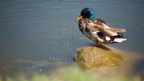 Avertizare COD GALBEN de caniculă. Ce recomandă şi interzic medicii