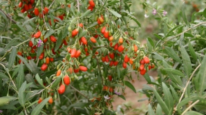 AFACERE INEDITĂ în raionul Ungheni. Ce a plantat o femeie în propria grădină