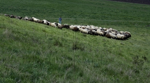 ALERTĂ la Teleneşti. Un cioban dintr-un sat s-a infectat cu ANTRAX