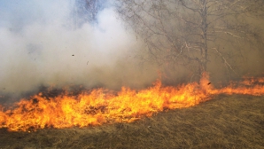 Incendii DEVASTATOARE în Rusia. Sute de hectare de vegetaţie, MISTUITE de flăcări