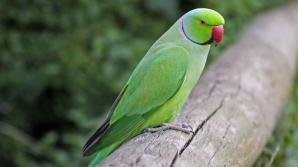 NU ESTE O GLUMĂ! Un papagal din India a ajuns în custodia poliţiei. Ce a făcut pasărea (VIDEO)