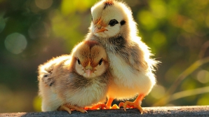 Mii de pui de găină, victimele unui accident rutier în China. Pierderile sunt ENORME