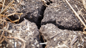 Moldova SE USUCĂ! Rezervele de umiditate pe o parte din teritoriul țării au ajuns la pragul critic