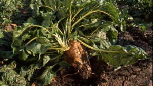 Recolta de sfeclă de zahăr va fi la cel mai redus nivel din ultimii zece ani