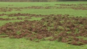 Multe şi flămânde. Animalele sălbatice care fac ravagii pe ogoarele fermierilor din Căuşeni (VIDEO)