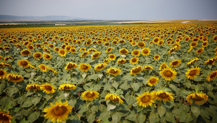 METEO 8 august 2015. Soarele arzător NU ocoleşte Moldova! Câte grade vor indica termometrele