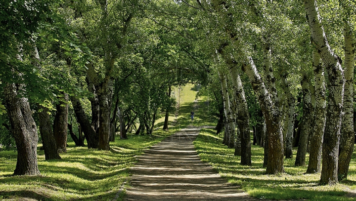 Cei mai FRUMOŞI copaci din lume. Arborii MILENARI care uimesc omenirea (FOTO)