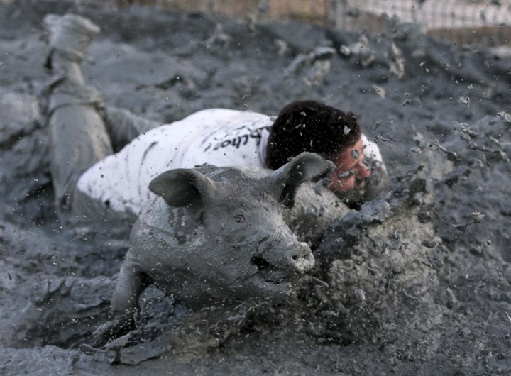 FESTIVAL BIZAR în Canada. Participanţii trebuie să prindă porci prin noroi (GALERIE FOTO/VIDEO)