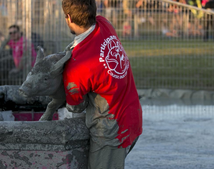 FESTIVAL BIZAR în Canada. Participanţii trebuie să prindă porci prin noroi (GALERIE FOTO/VIDEO)