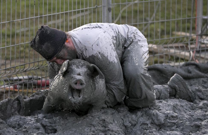 FESTIVAL BIZAR în Canada. Participanţii trebuie să prindă porci prin noroi (GALERIE FOTO/VIDEO)