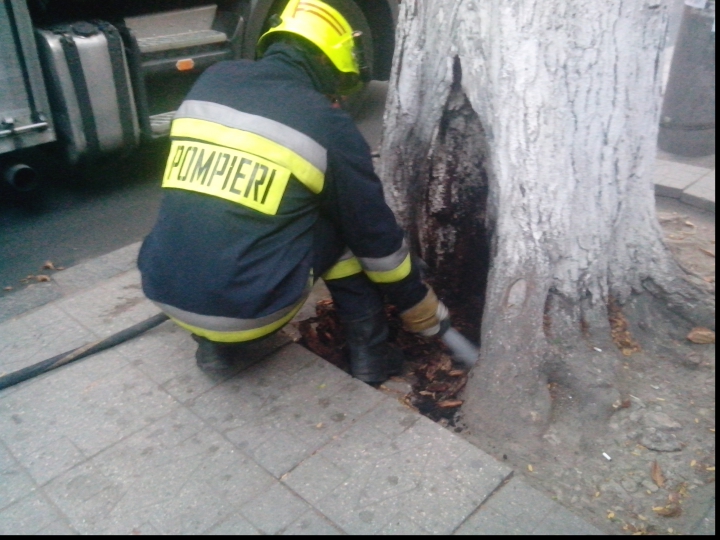 POMPIERII ÎN ALERTĂ! Un copac din centrul Chişinăului a luat foc (VIDEO/FOTO)